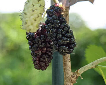 Morušovník černý 'Gerardi Dwarf'