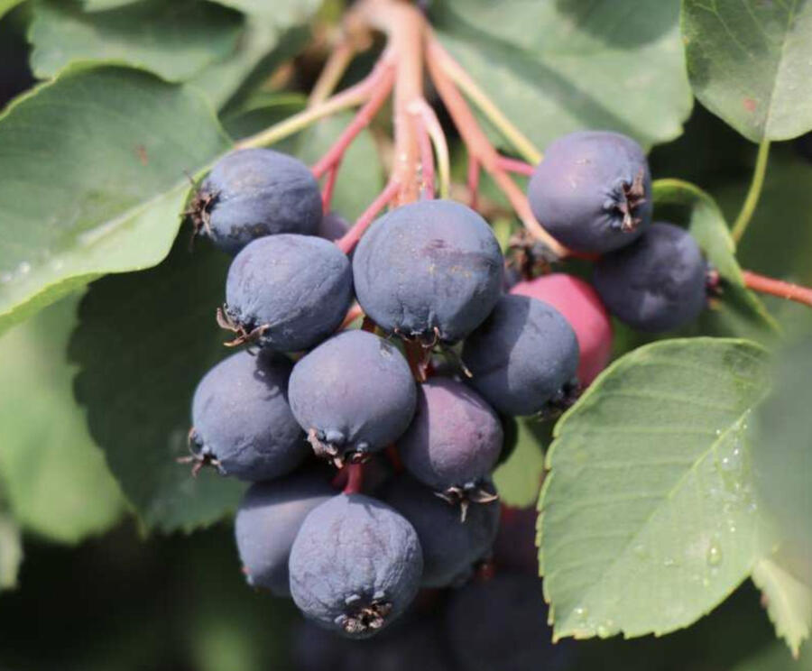 Muchovník olšolistý 'Saskalate' - Amelanchier alnifolia 'Saskalate'