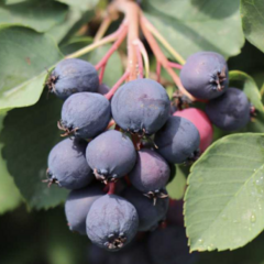 Muchovník olšolistý 'Saskalate' - Amelanchier alnifolia 'Saskalate'