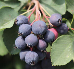 Muchovník olšolistý 'Saskalate'