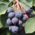 Amelanchier alnifolia 'Saskalate'.png