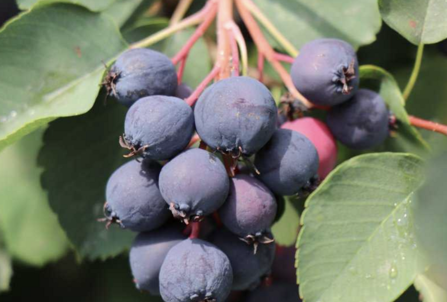Muchovník olšolistý 'Saskalate' - Amelanchier alnifolia 'Saskalate'