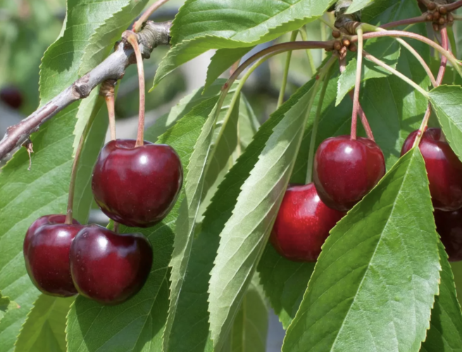Třešeň středně raná 'Queen Mary' - Prunus avium 'Queen Mary'