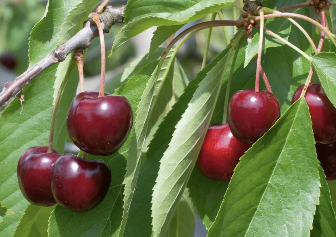 Třešeň středně raná 'Queen Mary' - Prunus avium 'Queen Mary'