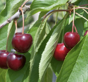 Třešeň středně raná 'Queen Mary' - Prunus avium 'Queen Mary'