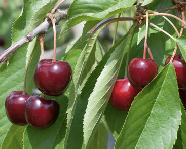 Třešeň středně raná 'Queen Mary'