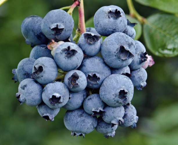 Borůvka chocholičnatá, kanadská borůvka 'Reka' - Vaccinium corymbosum 'Reka'