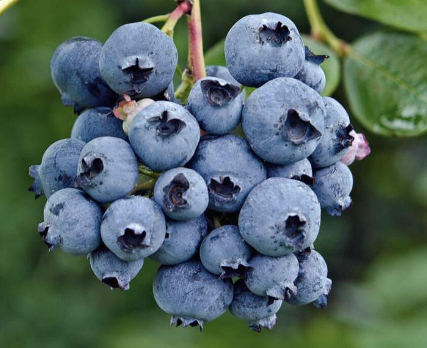 Borůvka chocholičnatá, kanadská borůvka 'Reka' - Vaccinium corymbosum 'Reka'