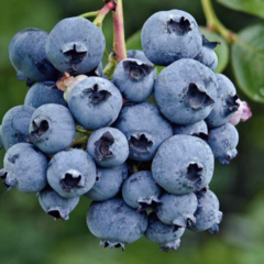 Borůvka chocholičnatá, kanadská borůvka 'Reka' - Vaccinium corymbosum 'Reka'