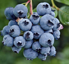 Borůvka chocholičnatá, kanadská borůvka 'Reka'