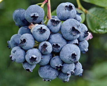 Borůvka chocholičnatá, kanadská borůvka 'Reka'