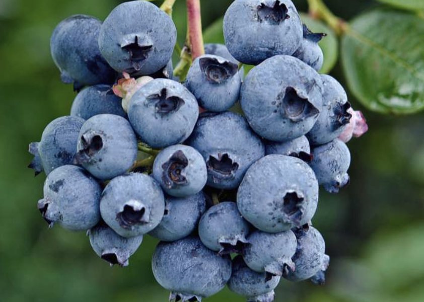 Borůvka chocholičnatá, kanadská borůvka 'Reka' - Vaccinium corymbosum 'Reka'