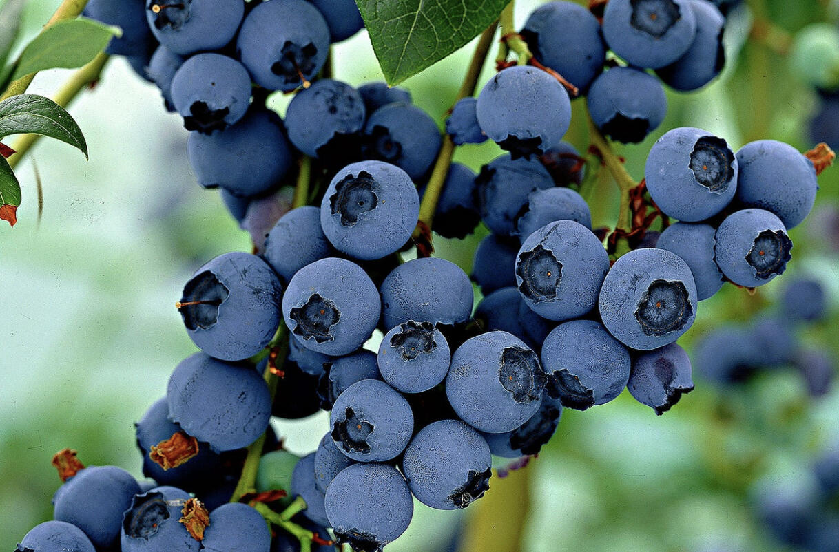 Borůvka chocholičnatá, kanadská borůvka 'Little Blue Wonder' - Vaccinium corymbosum 'Little Blue Wonder'
