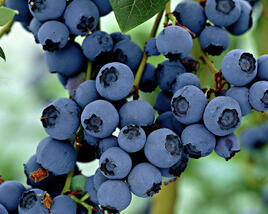 Borůvka chocholičnatá, kanadská borůvka 'Little Blue Wonder'
