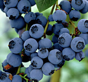 Borůvka chocholičnatá, kanadská borůvka 'Little Blue Wonder'