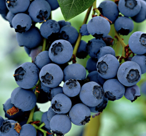 Borůvka chocholičnatá, kanadská borůvka 'Little Blue Wonder' - Vaccinium corymbosum 'Little Blue Wonder'