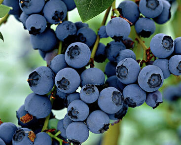 Borůvka chocholičnatá, kanadská borůvka 'Little Blue Wonder'