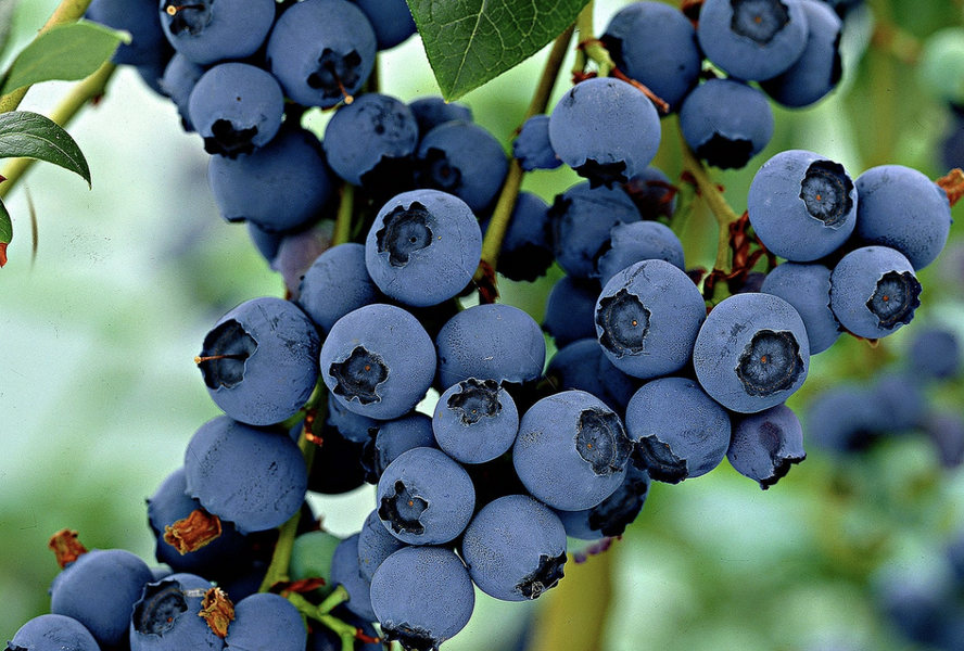 Borůvka chocholičnatá, kanadská borůvka 'Little Blue Wonder' - Vaccinium corymbosum 'Little Blue Wonder'