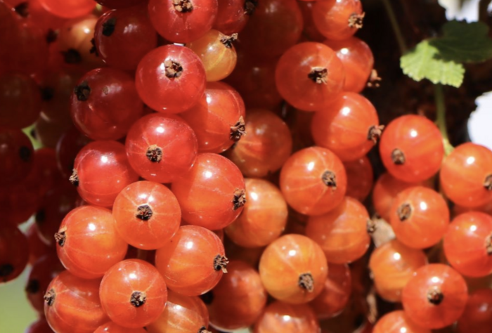 Rybíz červený 'Heinemann' - Ribes rubrum 'Heinemann'