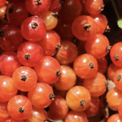 Rybíz červený 'Heinemann' - Ribes rubrum 'Heinemann'