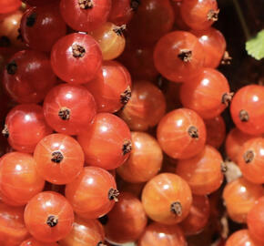 Rybíz červený 'Heinemann'