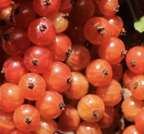 Rybíz červený 'Heinemann' - Ribes rubrum 'Heinemann'