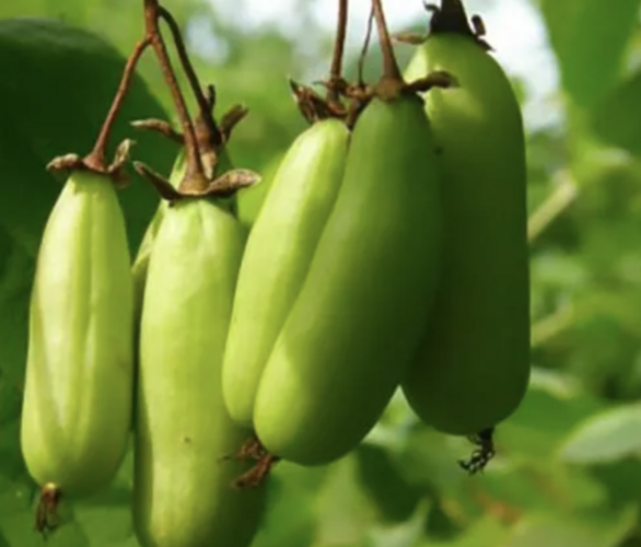 Aktinidie, kiwi sibiřské samičí 'Vitakola' - Actinidia kolomikta 'Vitakola'