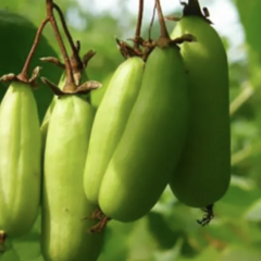 Aktinidie, kiwi sibiřské samičí 'Vitakola' - Actinidia kolomikta 'Vitakola'