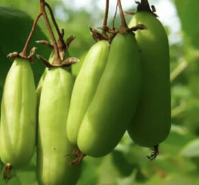 Aktinidie, kiwi sibiřské - samičí 'Vitakola'