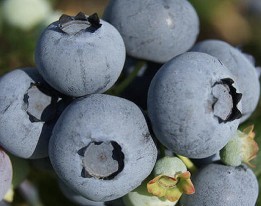 Borůvka chocholičnatá, kanadská borůvka 'Blue Suede' - Vaccinium corymbosum 'Blue Suede'