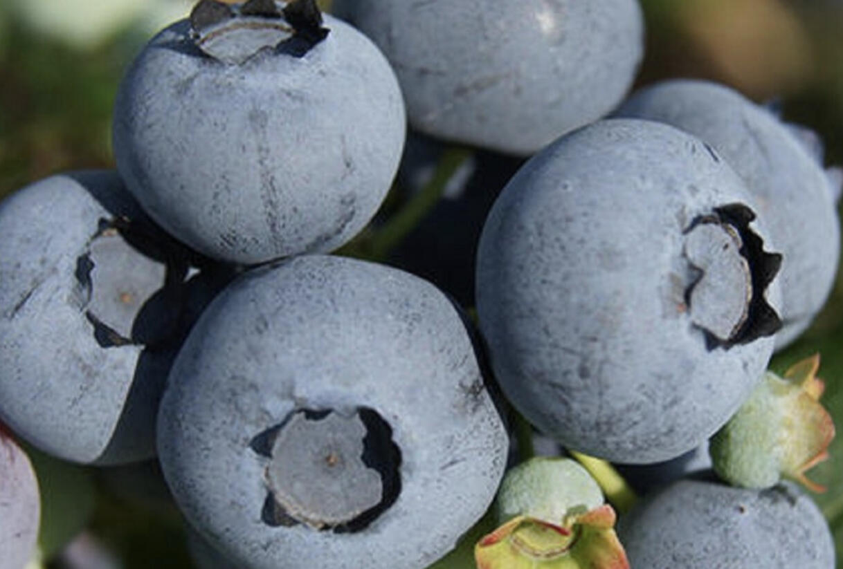 Borůvka chocholičnatá, kanadská borůvka 'Blue Suede' - Vaccinium corymbosum 'Blue Suede'