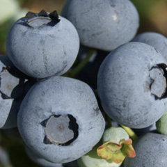 Borůvka chocholičnatá, kanadská borůvka 'Blue Suede' - Vaccinium corymbosum 'Blue Suede'