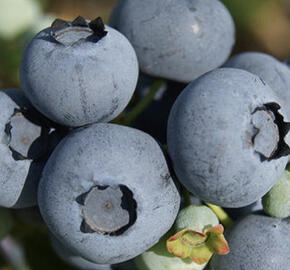 Borůvka chocholičnatá, kanadská borůvka 'Blue Suede'