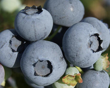 Borůvka chocholičnatá, kanadská borůvka 'Blue Suede'