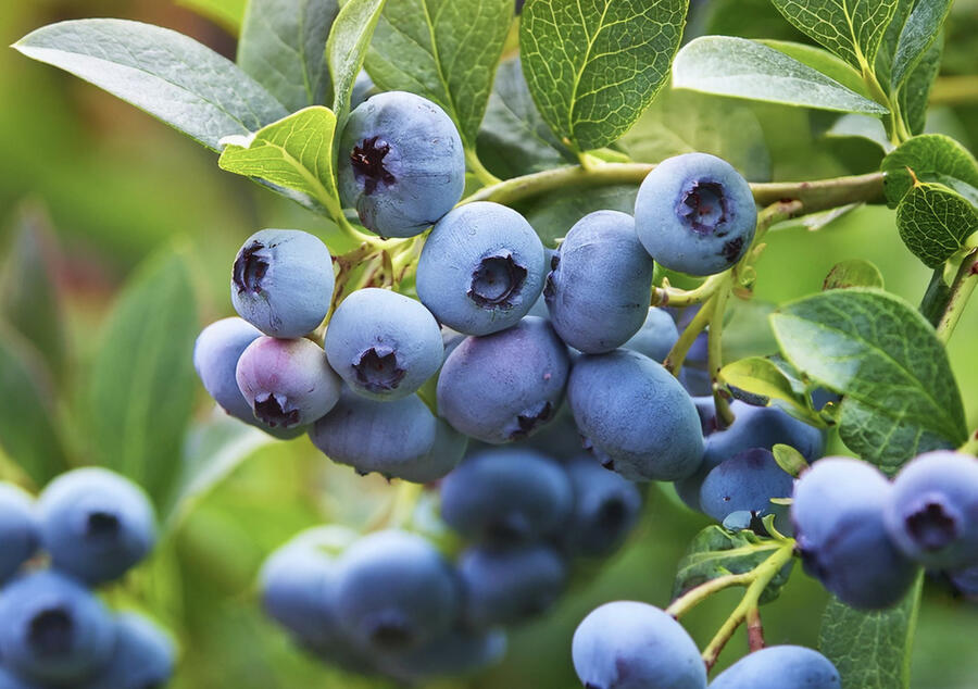 Borůvka chocholičnatá, kanadská borůvka 'Siera' - Vaccinium corymbosum 'Siera'