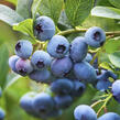 Borůvka chocholičnatá, kanadská borůvka 'Siera' - Vaccinium corymbosum 'Siera'