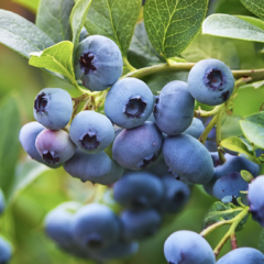 Borůvka chocholičnatá, kanadská borůvka 'Siera' - Vaccinium corymbosum 'Siera'