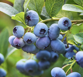 Borůvka chocholičnatá, kanadská borůvka 'Siera'