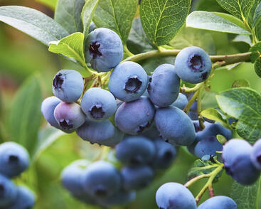 Borůvka chocholičnatá, kanadská borůvka 'Siera'