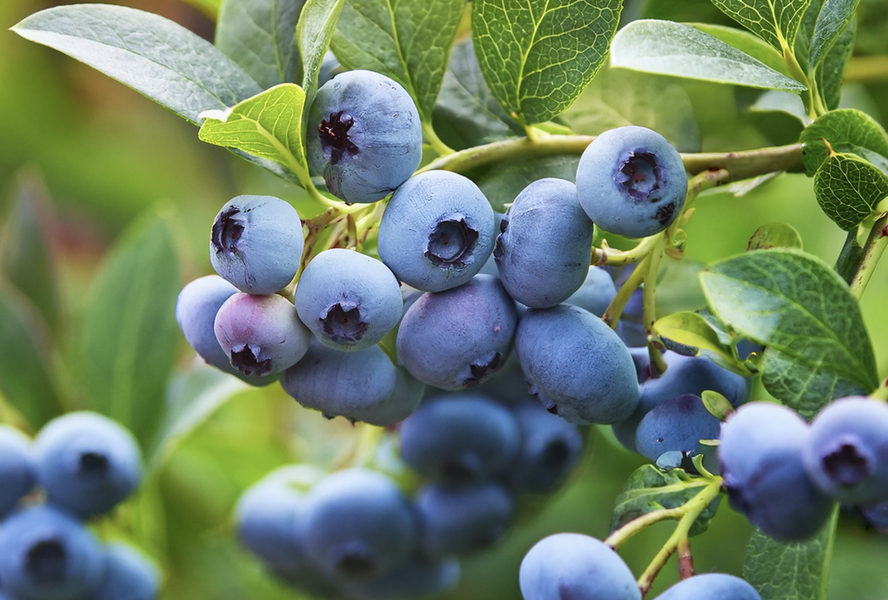 Borůvka chocholičnatá, kanadská borůvka 'Siera' - Vaccinium corymbosum 'Siera'
