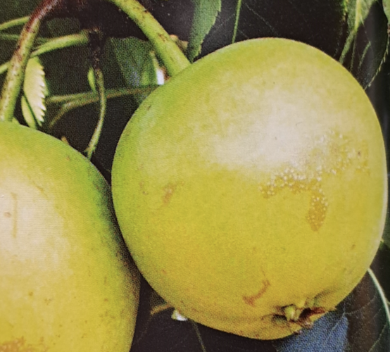 Hrušeň asijská - nashi 'Julka' - Pyrus pyrifolia 'Julka'
