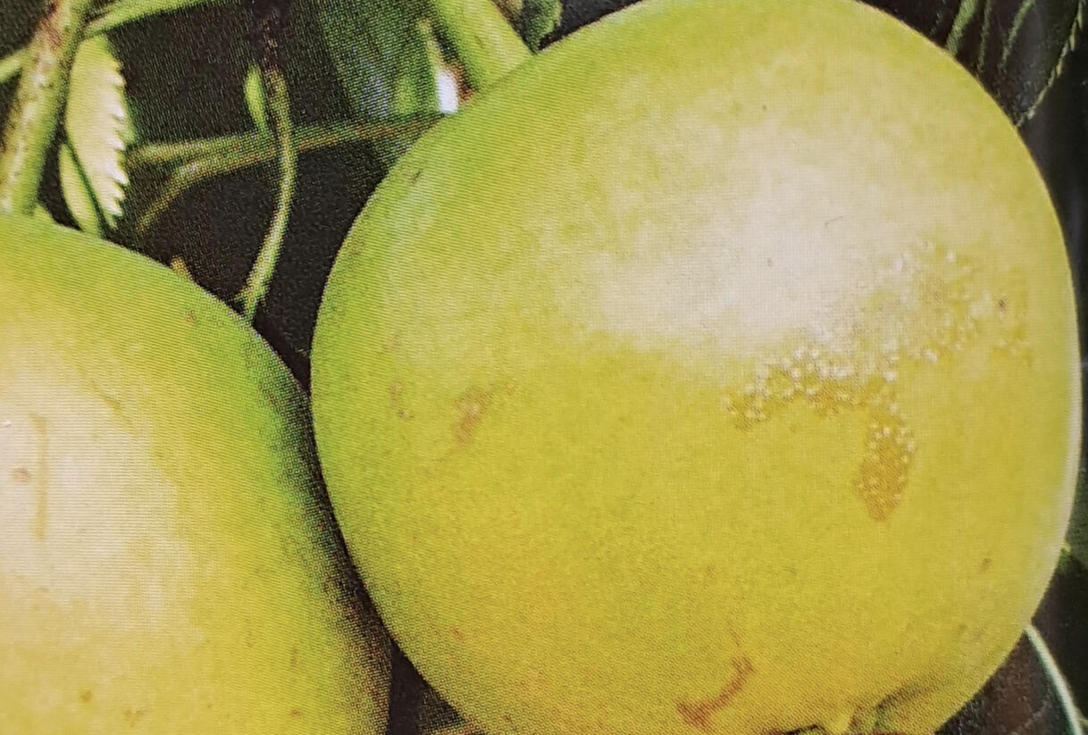 Hrušeň asijská, nashi letní 'Julka' - Pyrus pyrifolia 'Julka'