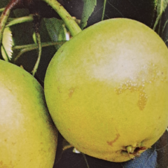 Hrušeň asijská - nashi 'Julka' - Pyrus pyrifolia 'Julka'