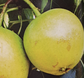 Hrušeň asijská - nashi 'Julka' - Pyrus pyrifolia 'Julka'