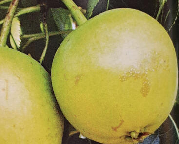 Hrušeň asijská, nashi letní 'Julka'