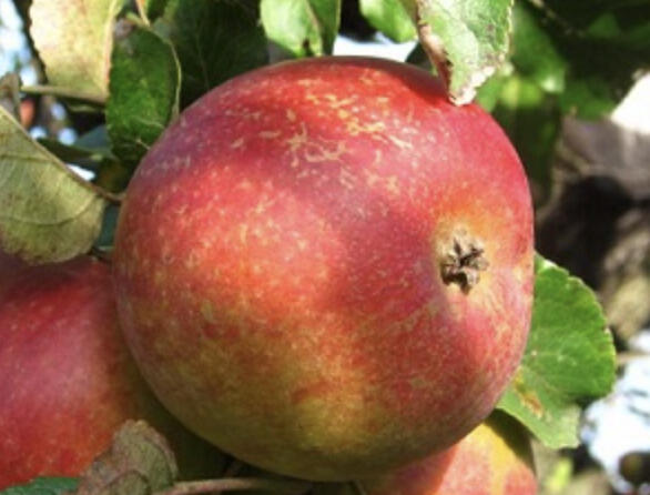 Jabloň zimní 'Bláhovo oranžové' - Malus domestica 'Bláhovo oranžové'