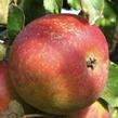 Jabloň zimní 'Bláhovo oranžové' - Malus domestica 'Bláhovo oranžové'