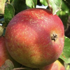 Jabloň zimní 'Bláhovo oranžové' - Malus domestica 'Bláhovo oranžové'