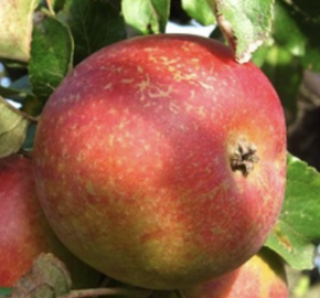 Jabloň zimní 'Bláhovo oranžové' - Malus domestica 'Bláhovo oranžové'
