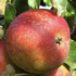 Malus domestica 'Bláhovo oranžové'.png
